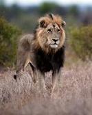 lion